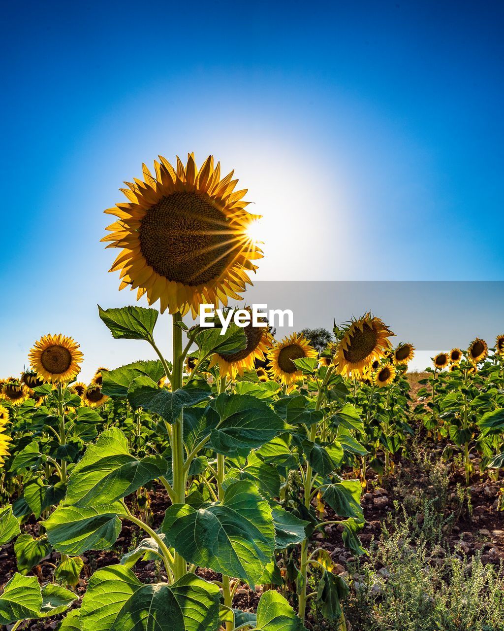 SUNFLOWERS AGAINST CLEAR SKY DURING SUNSET