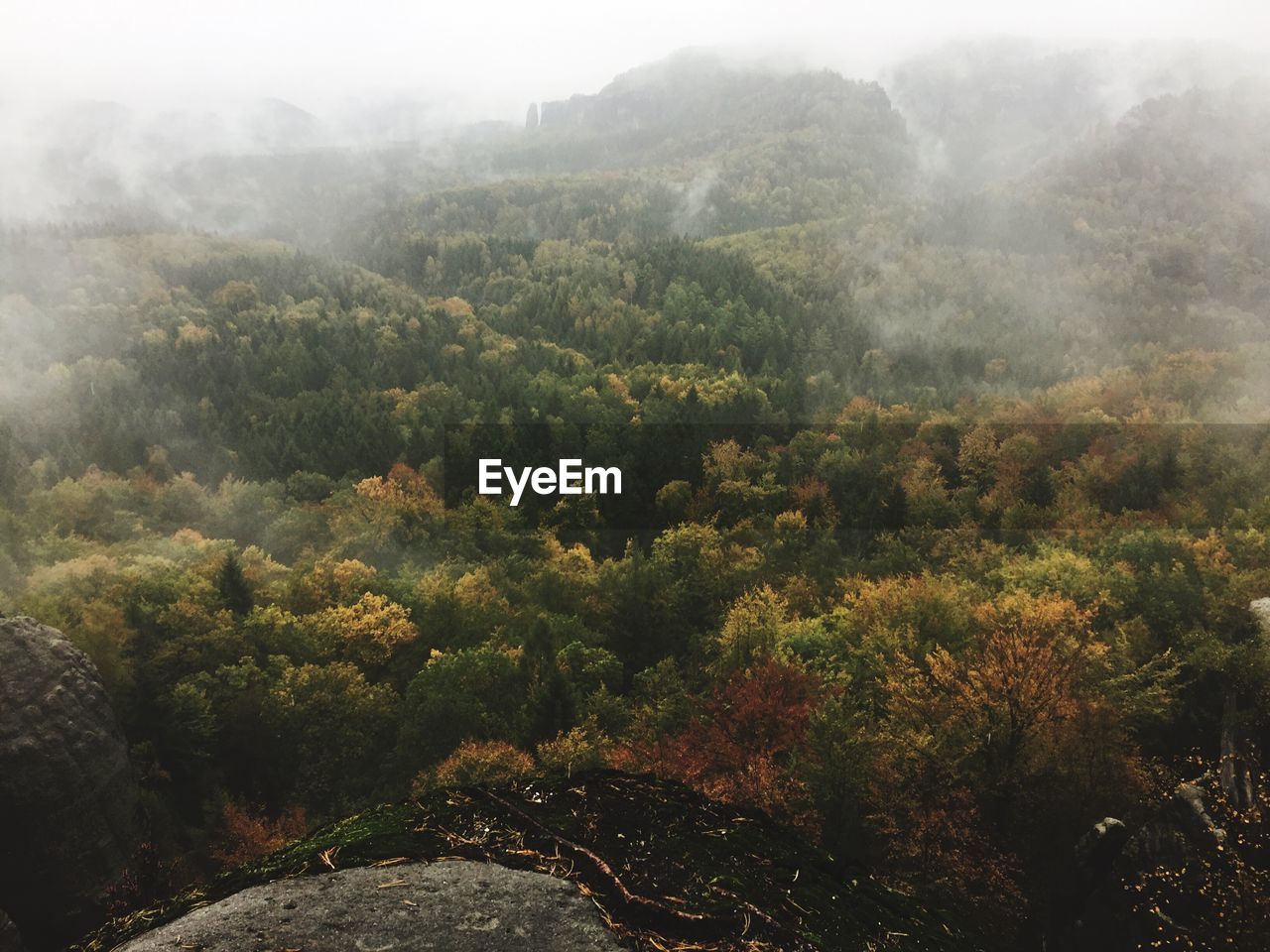 Scenic view of forest during foggy weather