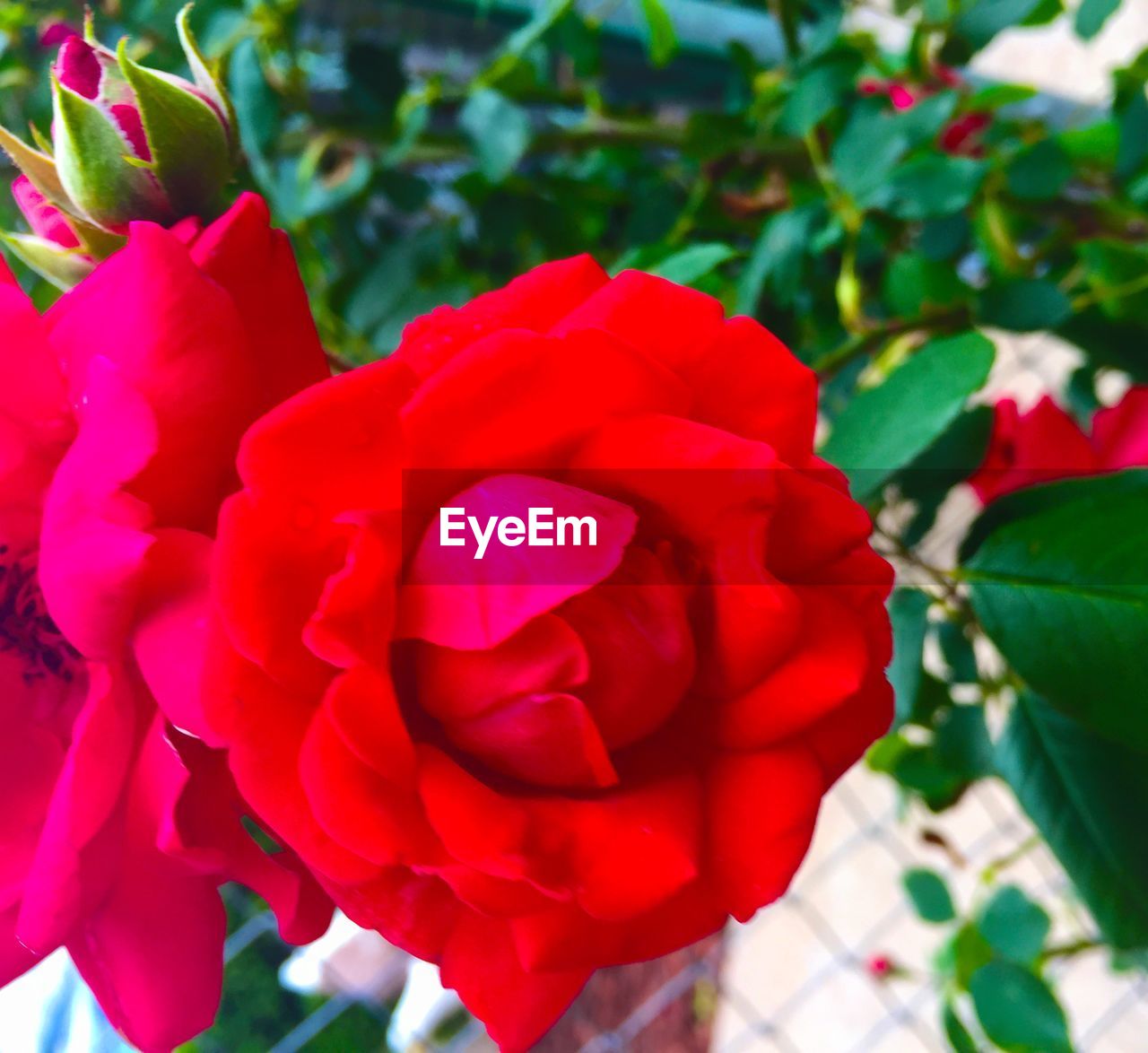 CLOSE-UP OF RED ROSES