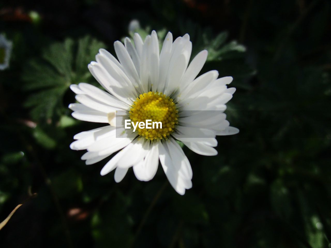 CLOSE-UP OF WHITE FLOWER