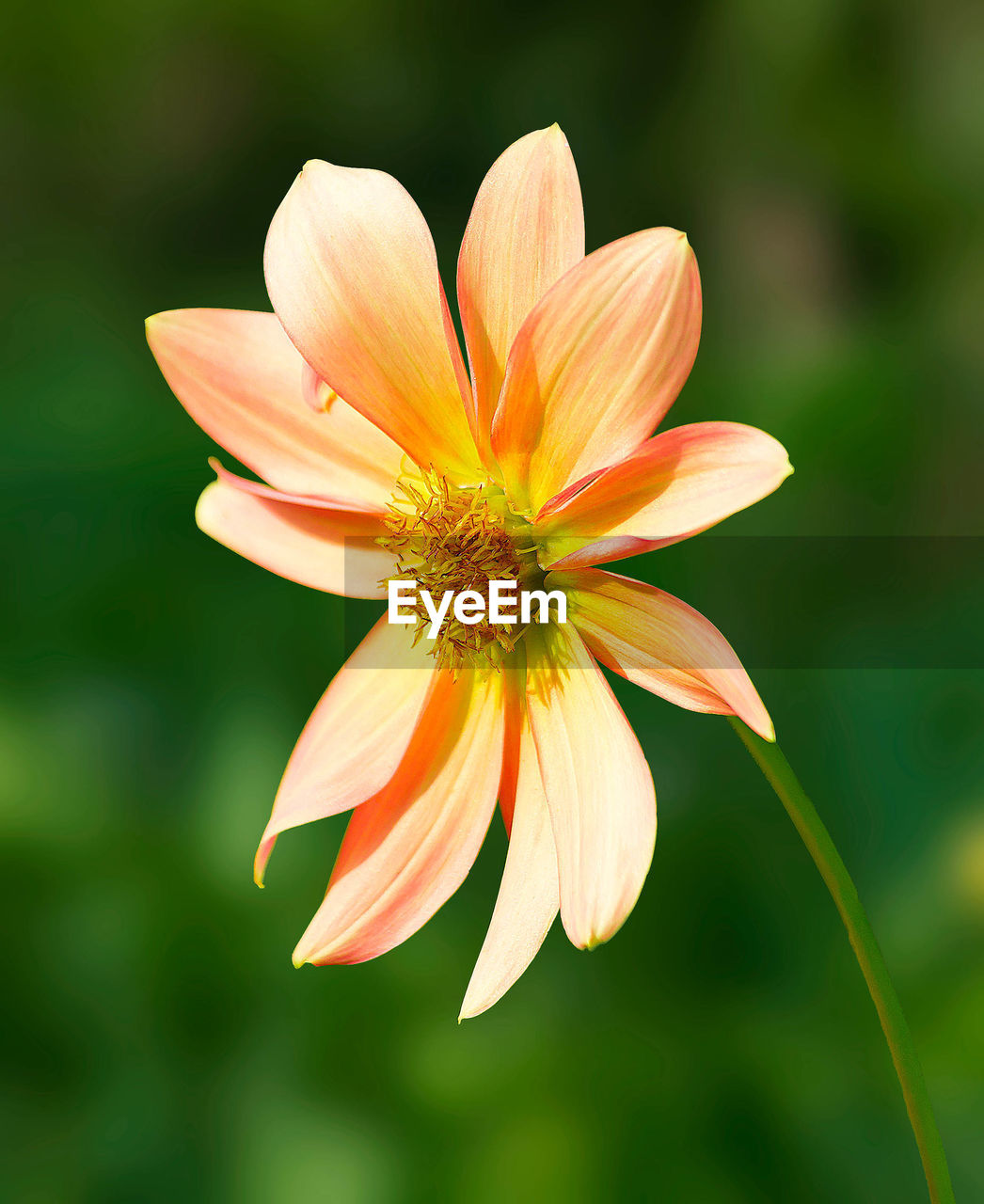 CLOSE-UP OF ORANGE FLOWER