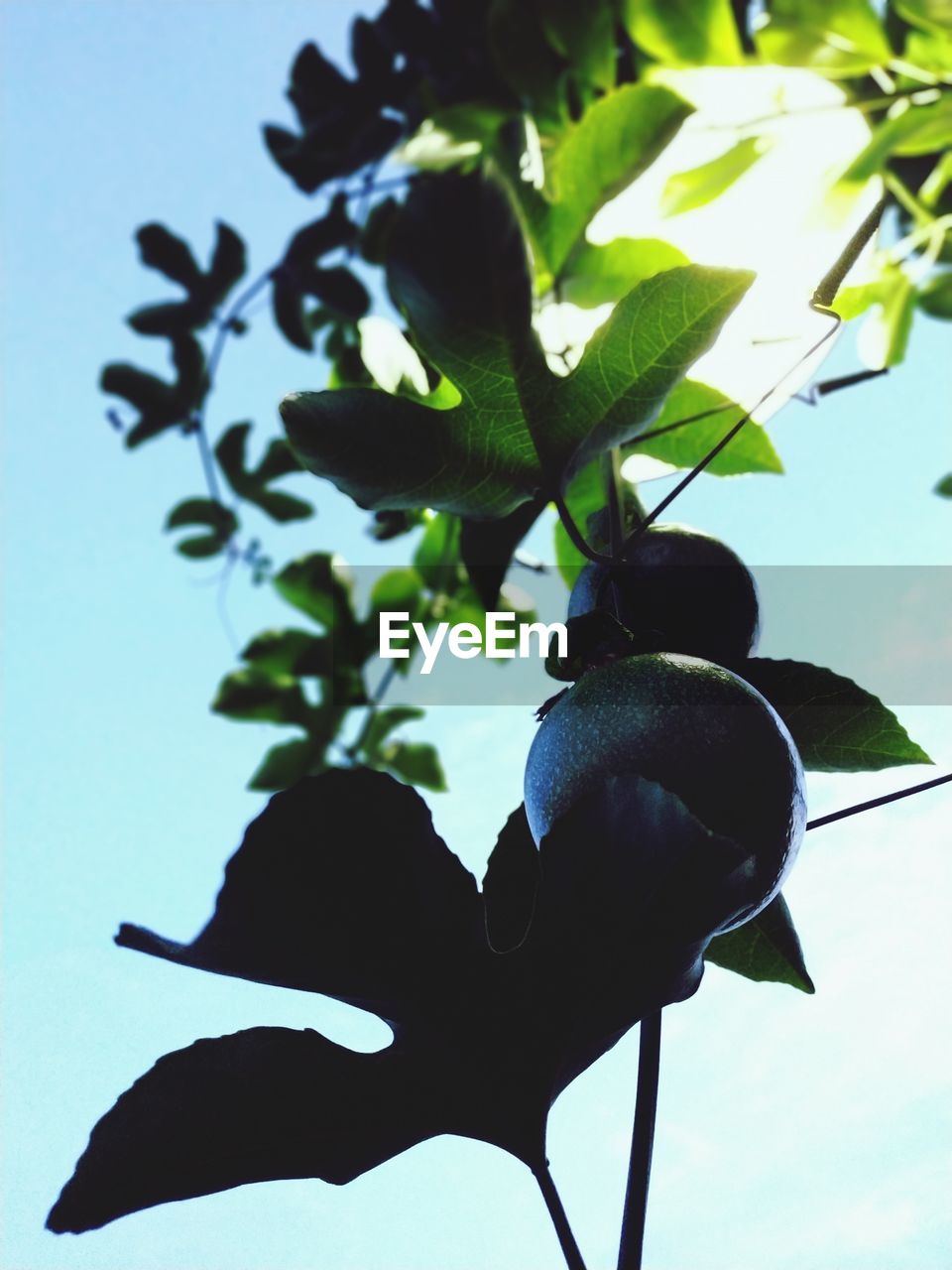 CLOSE-UP OF A BIRD ON A PLANT