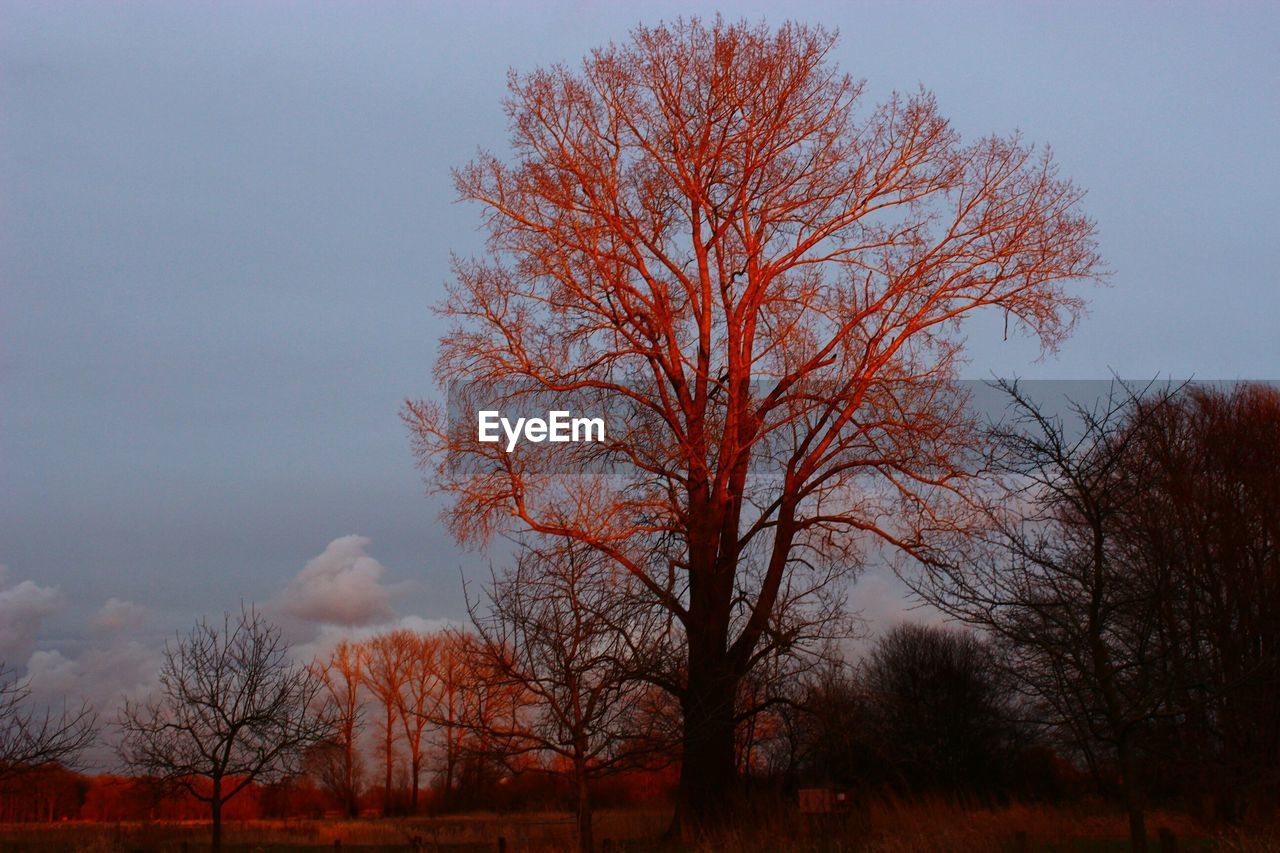 Bare trees on field against sky