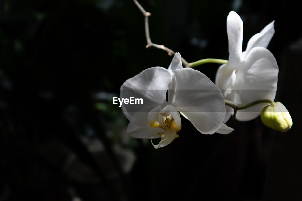 Close-up of white flowering plant in park