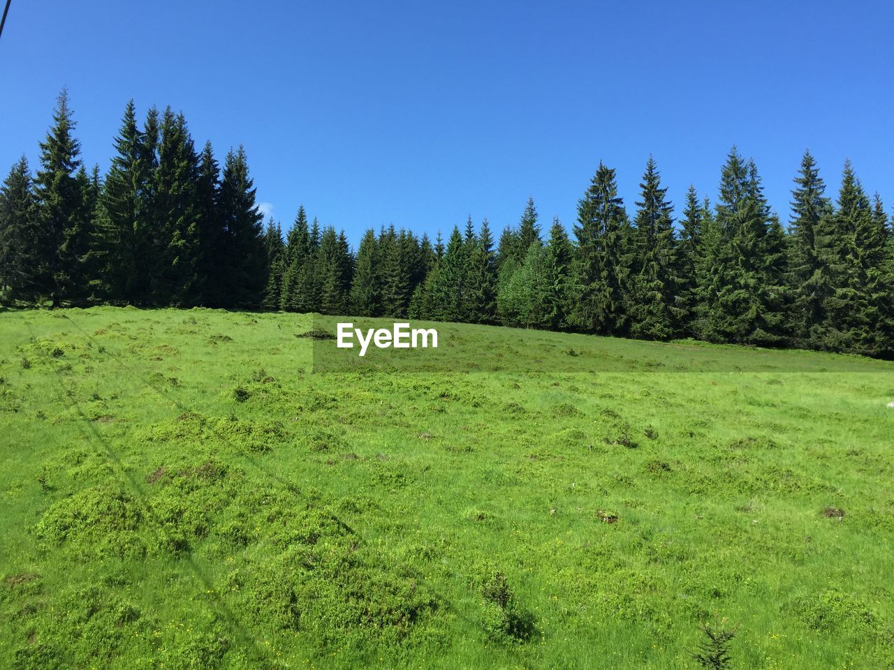 Scenic view of pine trees on field against clear sky