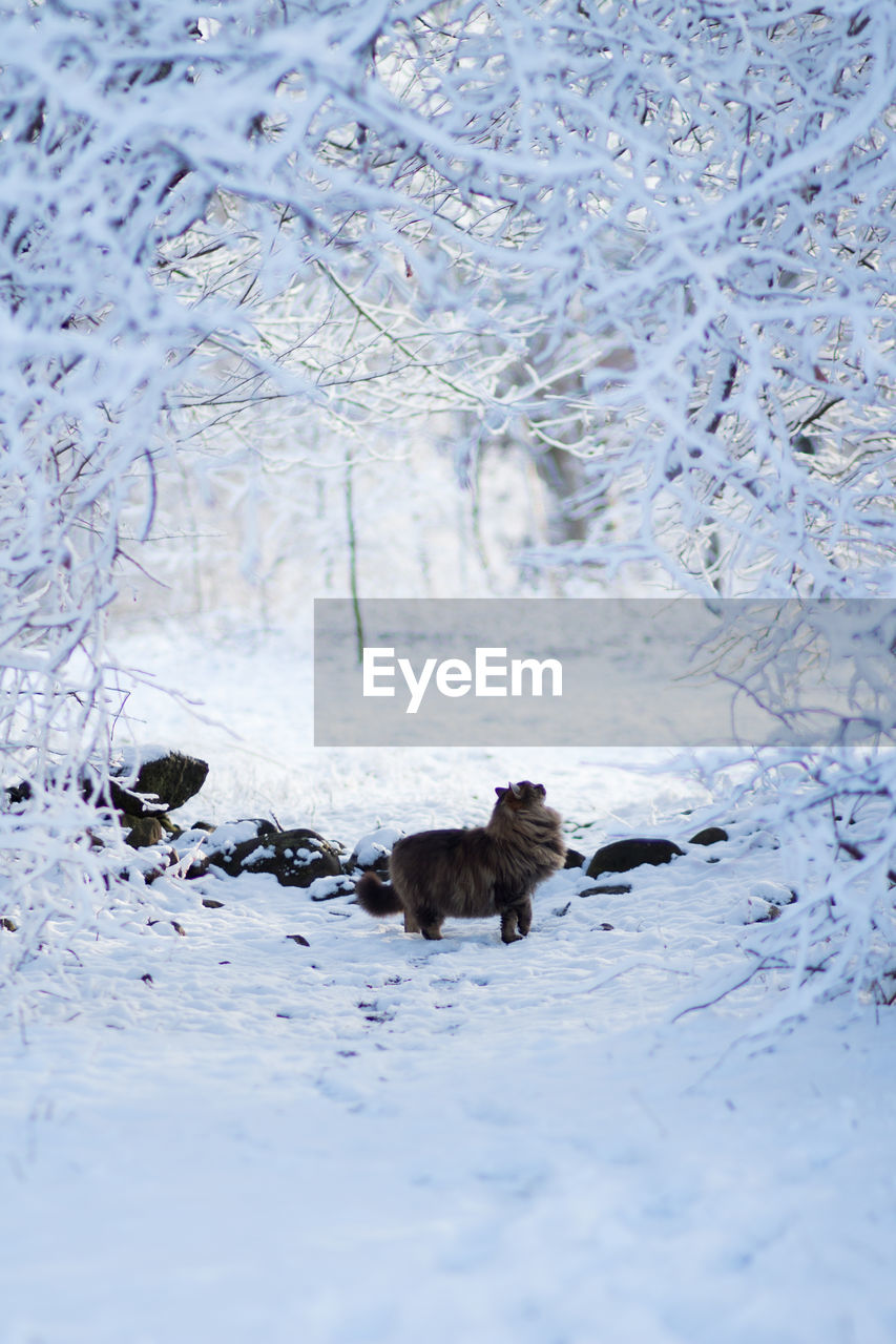 View of an cat on snow covered land