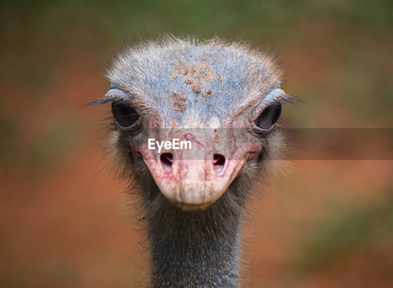 Close-up portrait of ostrich