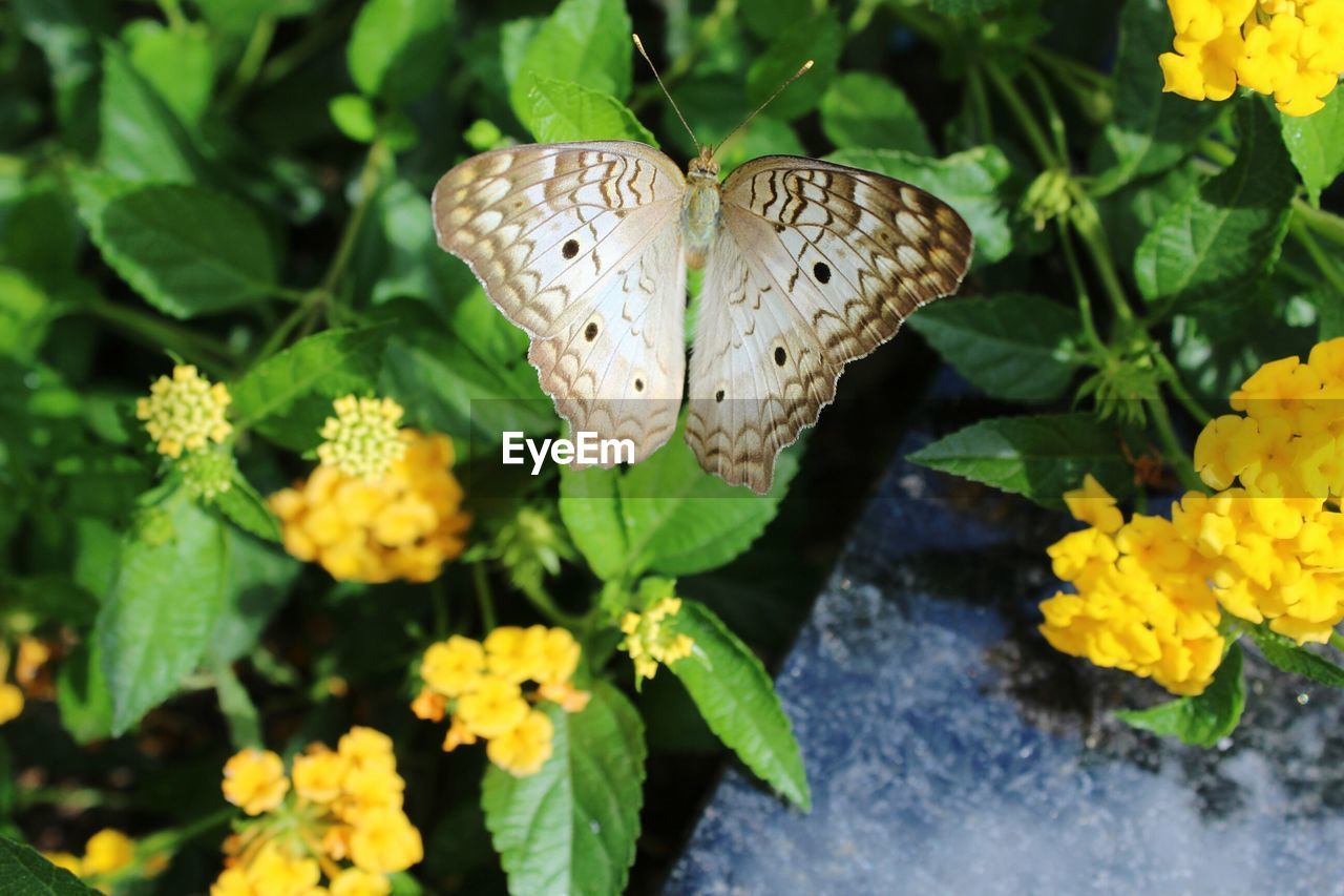 Close-up of butterfly perching on leaf in plant