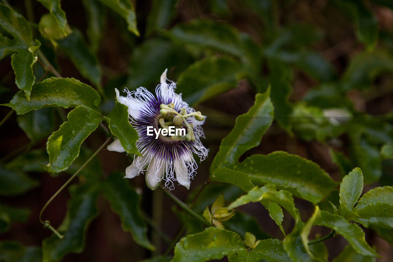 flower, plant, flowering plant, beauty in nature, nature, freshness, plant part, animal wildlife, leaf, close-up, growth, purple, wildflower, macro photography, outdoor pursuit, eco tourism, flower head, botany, vegetable, nature reserve, summer, food, petal, outdoors, no people, travel destinations, green, food and drink, inflorescence, leaf vegetable, fragility, tourism, animal, animal themes, pattern, botanical garden, multi colored, travel, day, biology, wildlife, environment