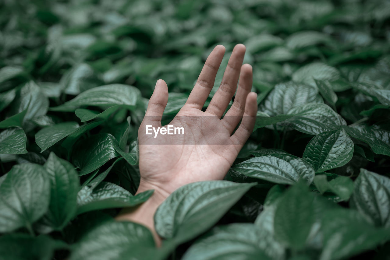 Close-up of cropped hand amidst leaves