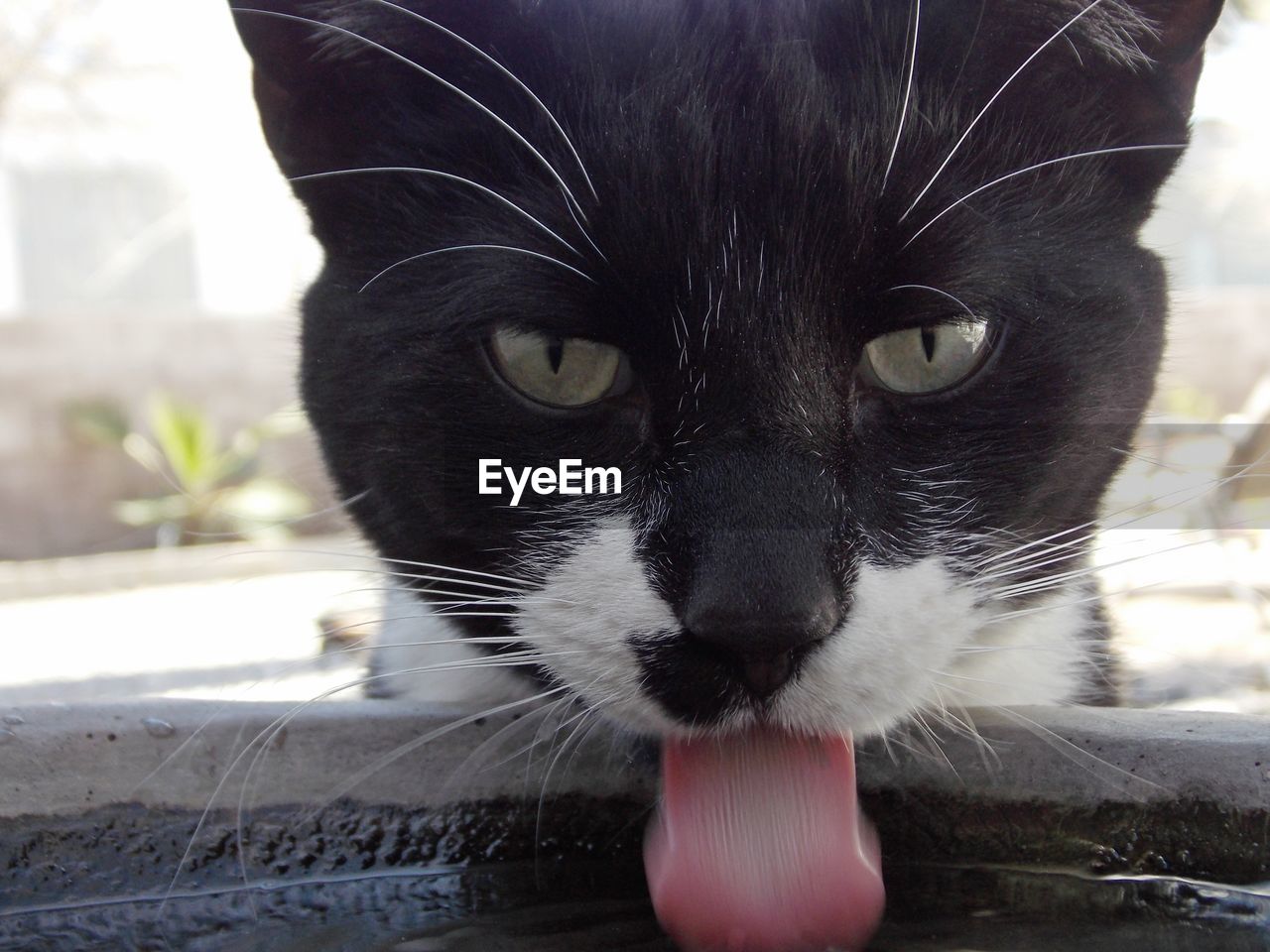 Cat drinking at birdbath