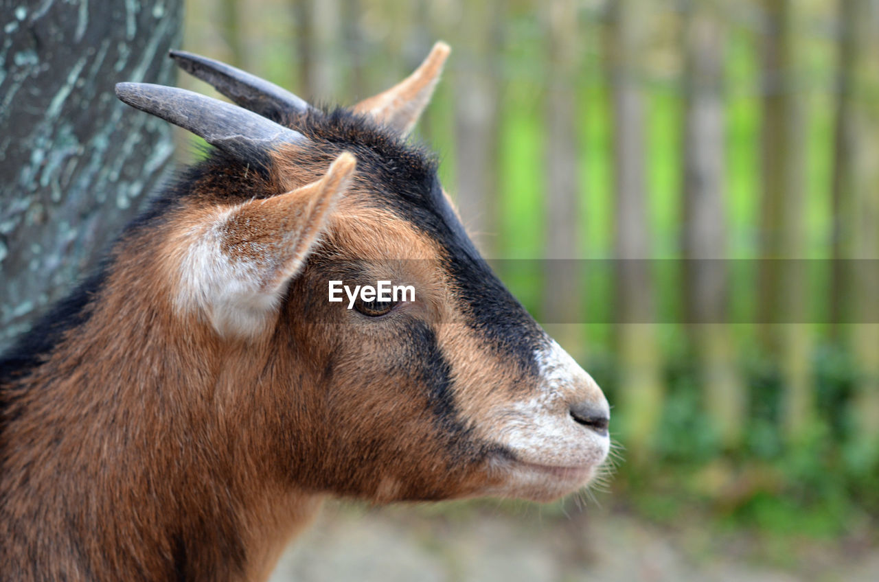 Close-up of goat