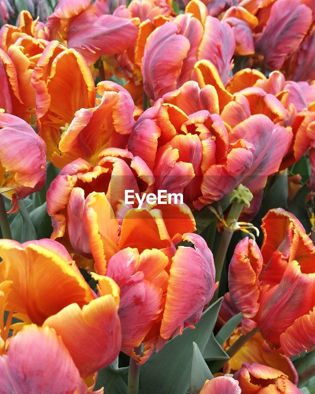 Close-up of flowers