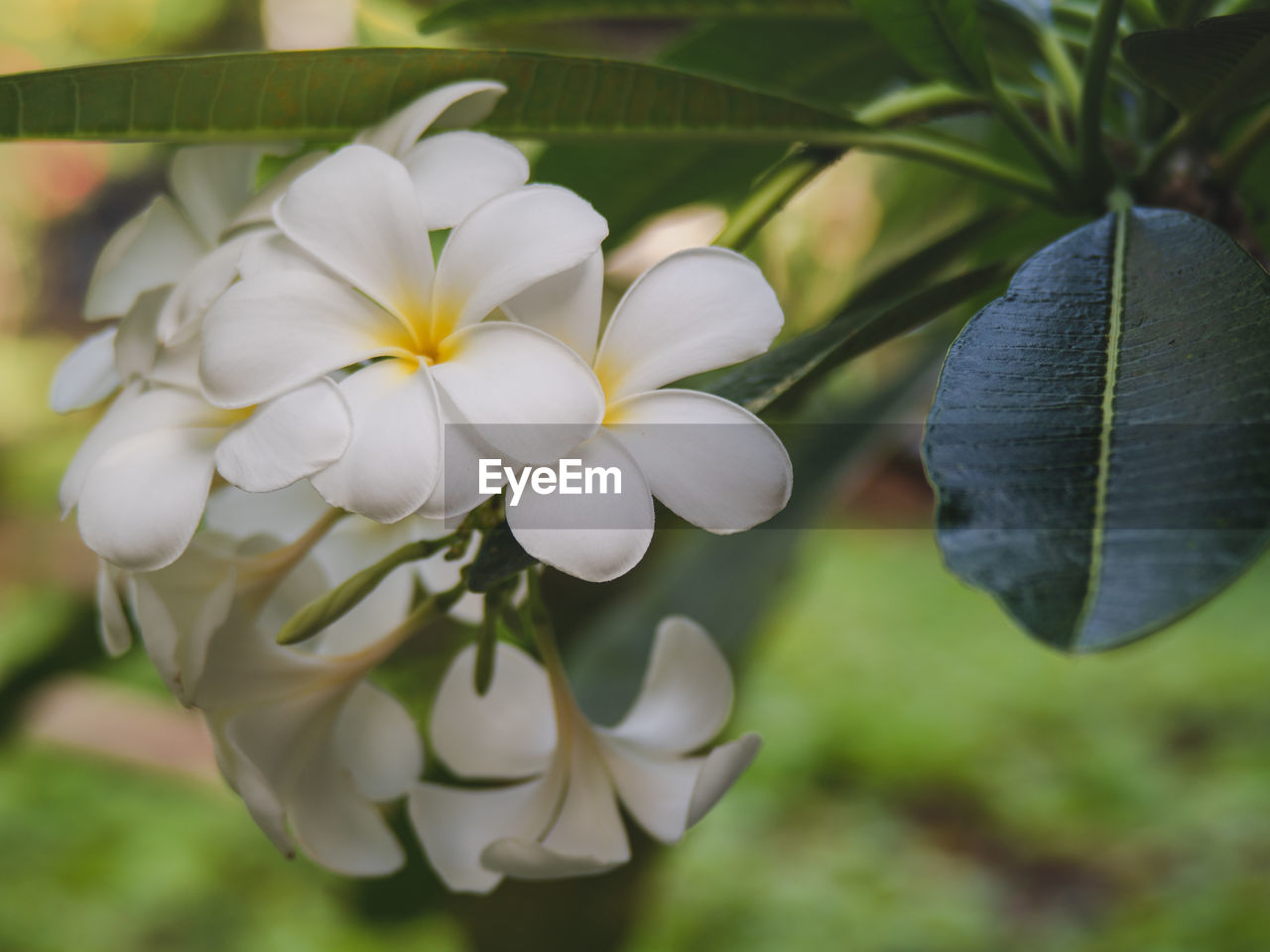 Close-up of white flowering plant