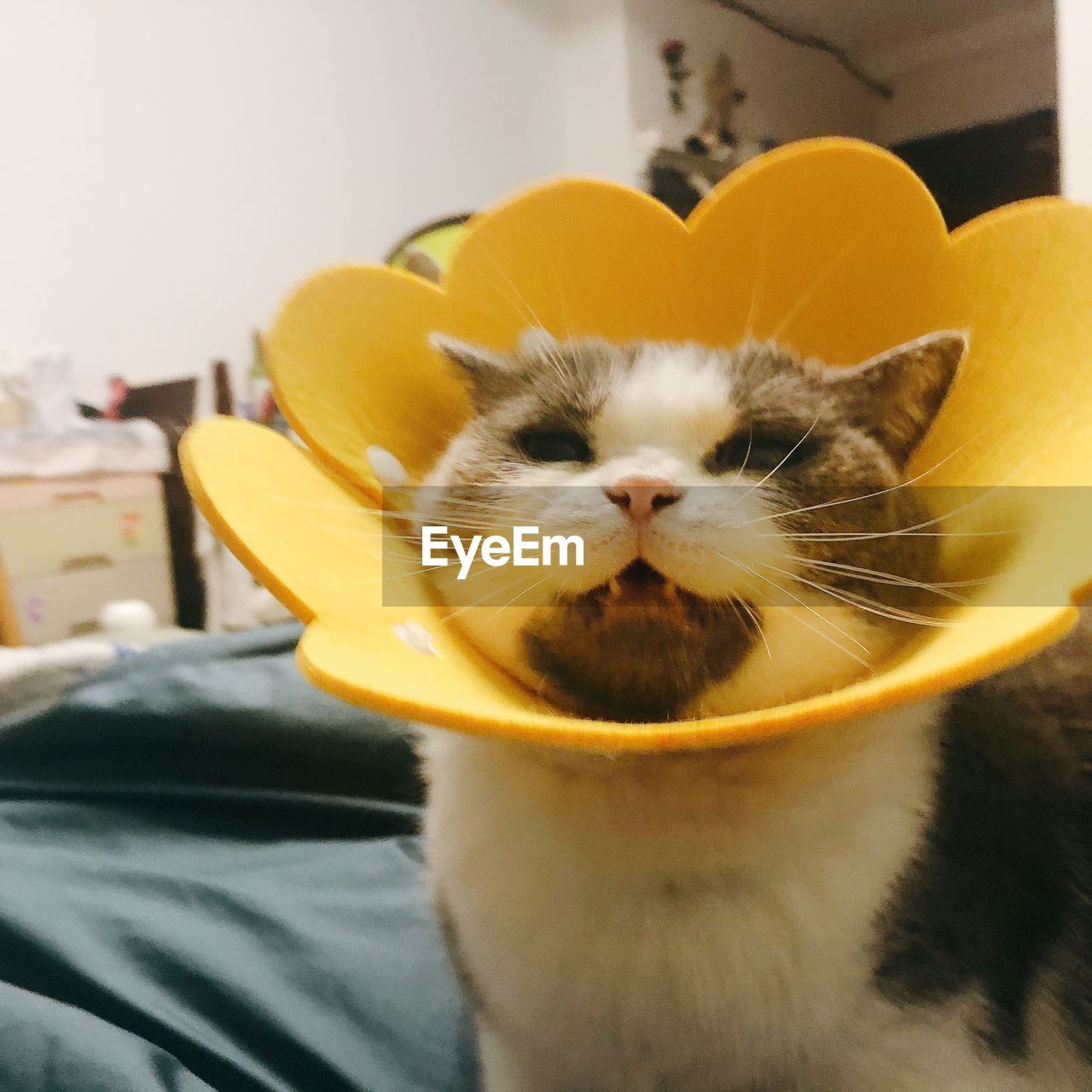 pet, mammal, animal themes, animal, domestic animals, one animal, cat, domestic cat, yellow, feline, whiskers, indoors, no people, small to medium-sized cats, felidae, furniture, carnivore, close-up, animal body part, domestic room, home interior, portrait, looking at camera, cute, humor