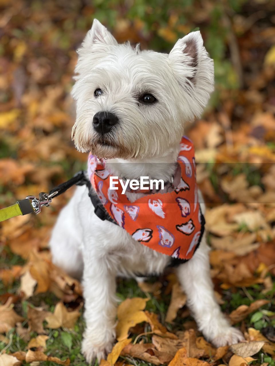 dog, canine, domestic animals, pet, mammal, animal themes, one animal, animal, west highland white terrier, terrier, autumn, lap dog, portrait, cute, collar, clothing, carnivore, puppy, leaf, pet collar, plant part, nature, white, young animal, no people, plant, focus on foreground, looking at camera, purebred dog, pet clothing