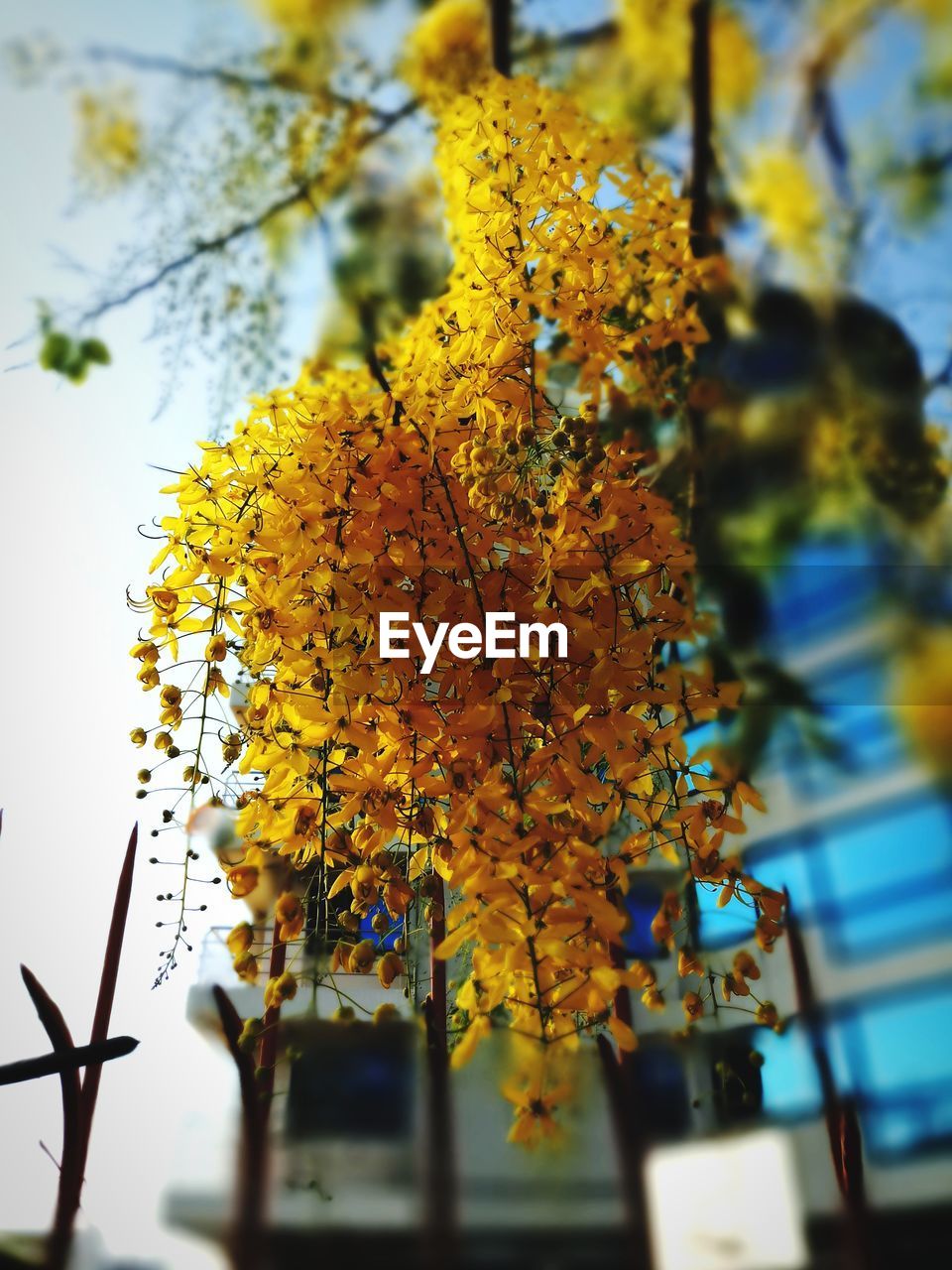 LOW ANGLE VIEW OF YELLOW FLOWERS ON TREE