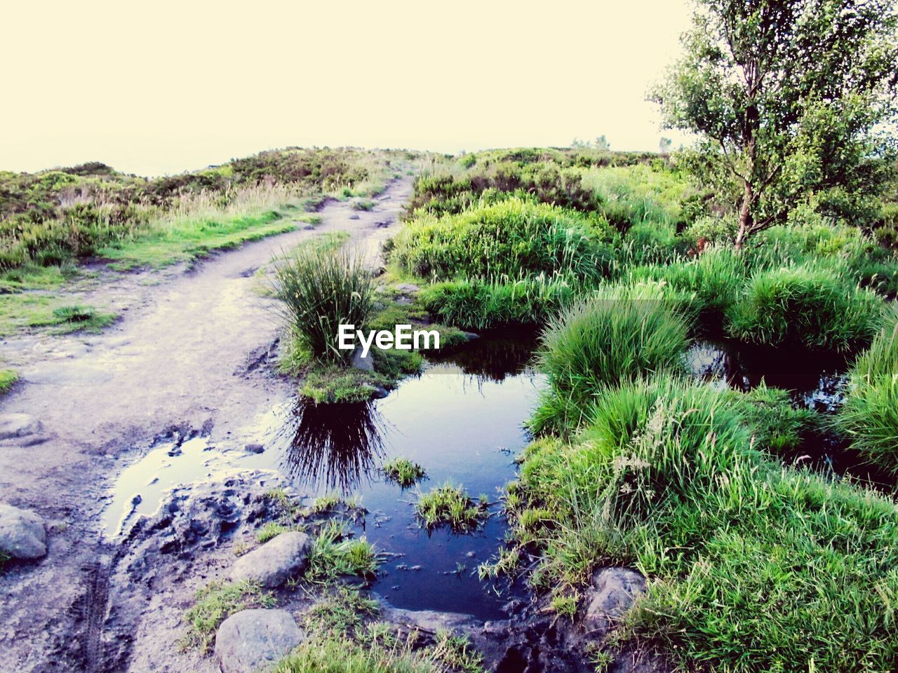 Reflection of trees in water