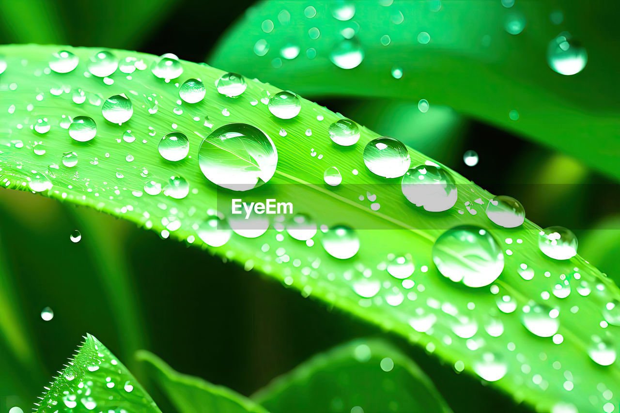 water, drop, wet, green, dew, nature, leaf, plant, plant part, close-up, freshness, moisture, no people, beauty in nature, rain, growth, macro photography, environment, purity, outdoors, backgrounds, grass, selective focus, fragility, macro, petal, raindrop, plant stem, blade of grass, vibrant color