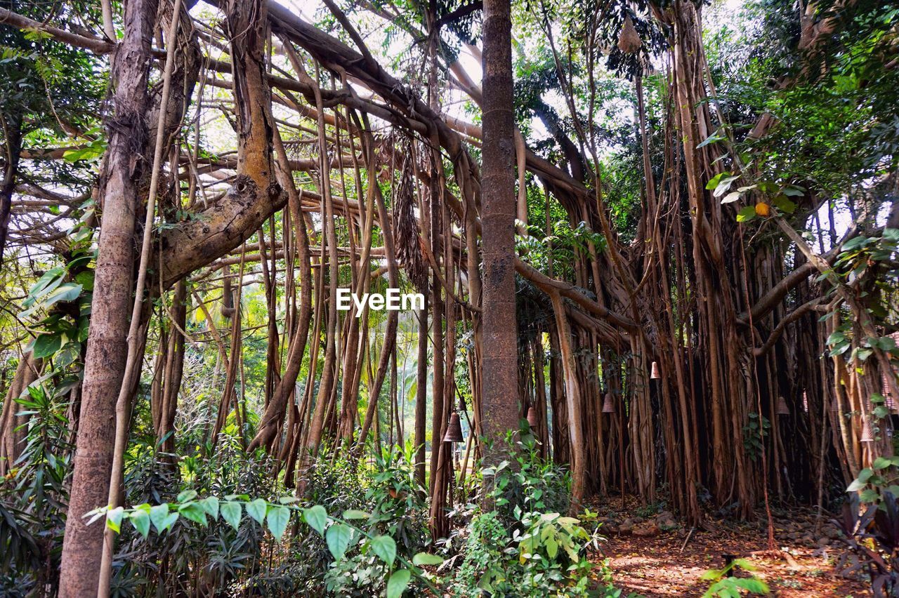 TREES GROWING IN FOREST