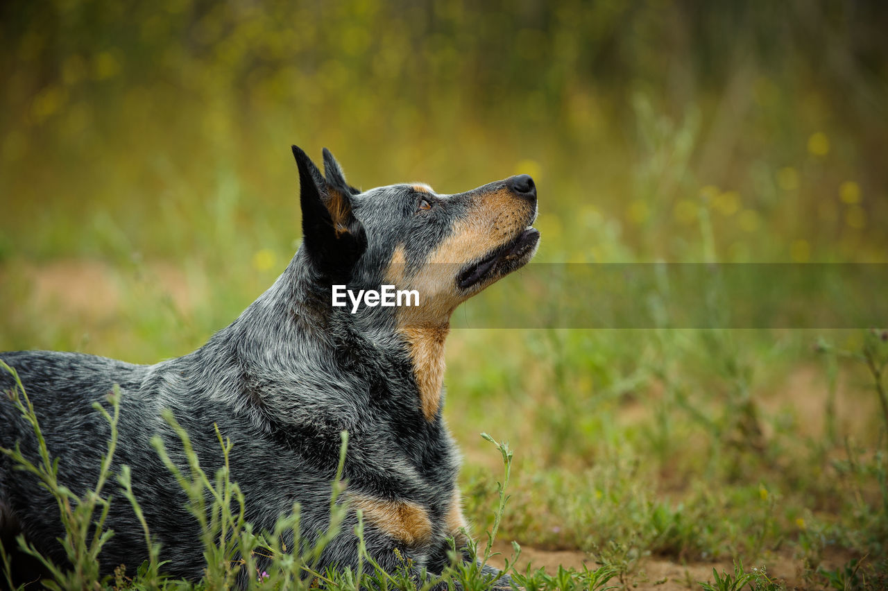 Close-up of australian cattle dog sitting on field