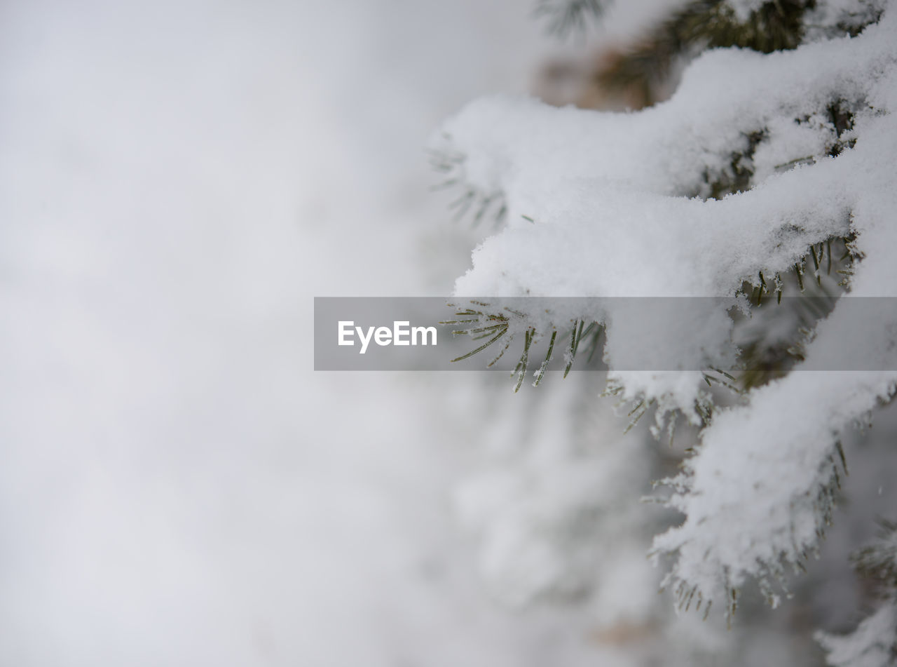 snow, cold temperature, winter, freezing, nature, tree, white, plant, frozen, branch, coniferous tree, no people, frost, pine tree, ice, beauty in nature, pinaceae, environment, close-up, day, outdoors, snowflake, forest, copy space, tranquility, selective focus, land, storm