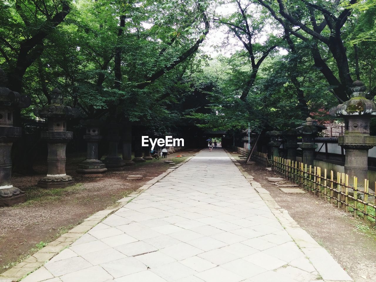 VIEW OF TREES GROWING OUTDOORS