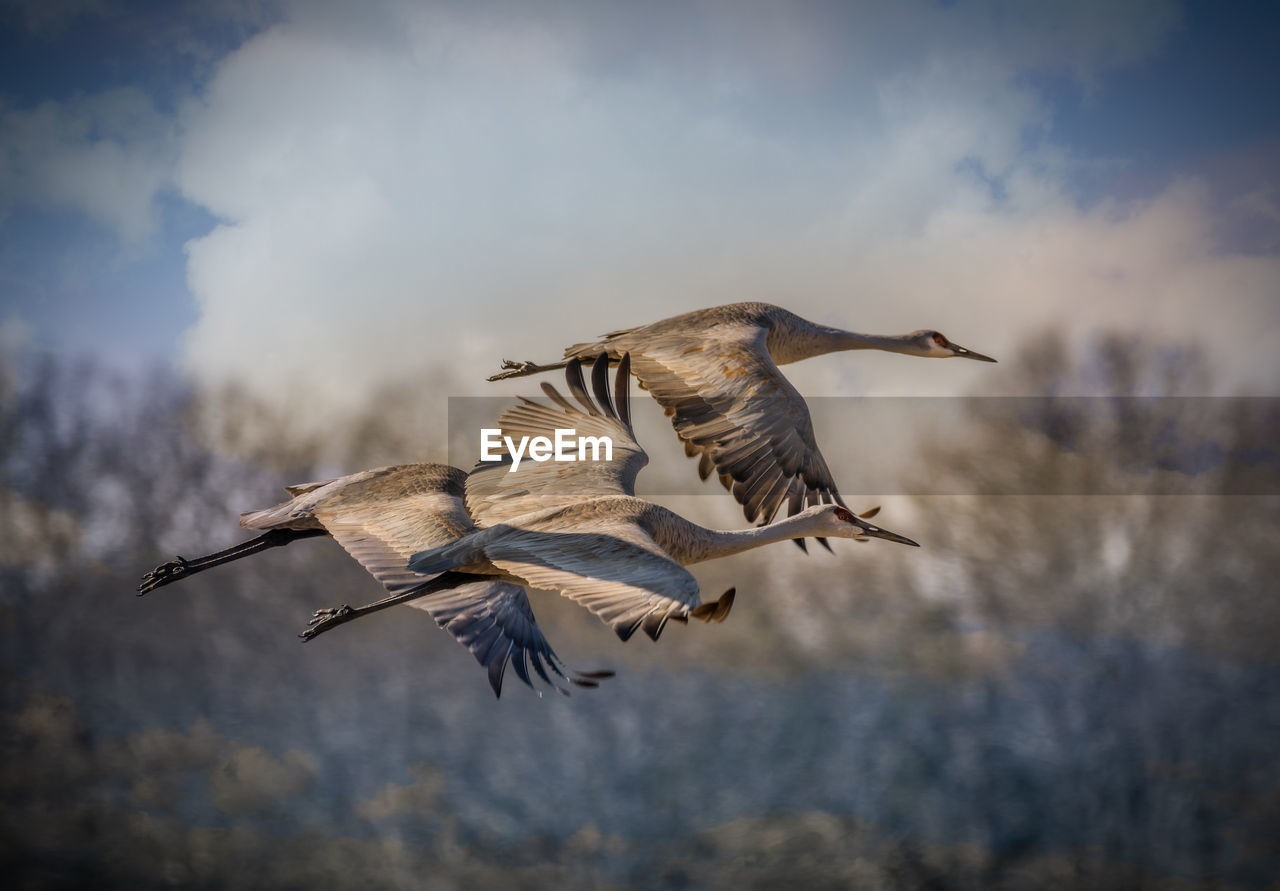 LOW ANGLE VIEW OF BIRDS FLYING AGAINST SKY