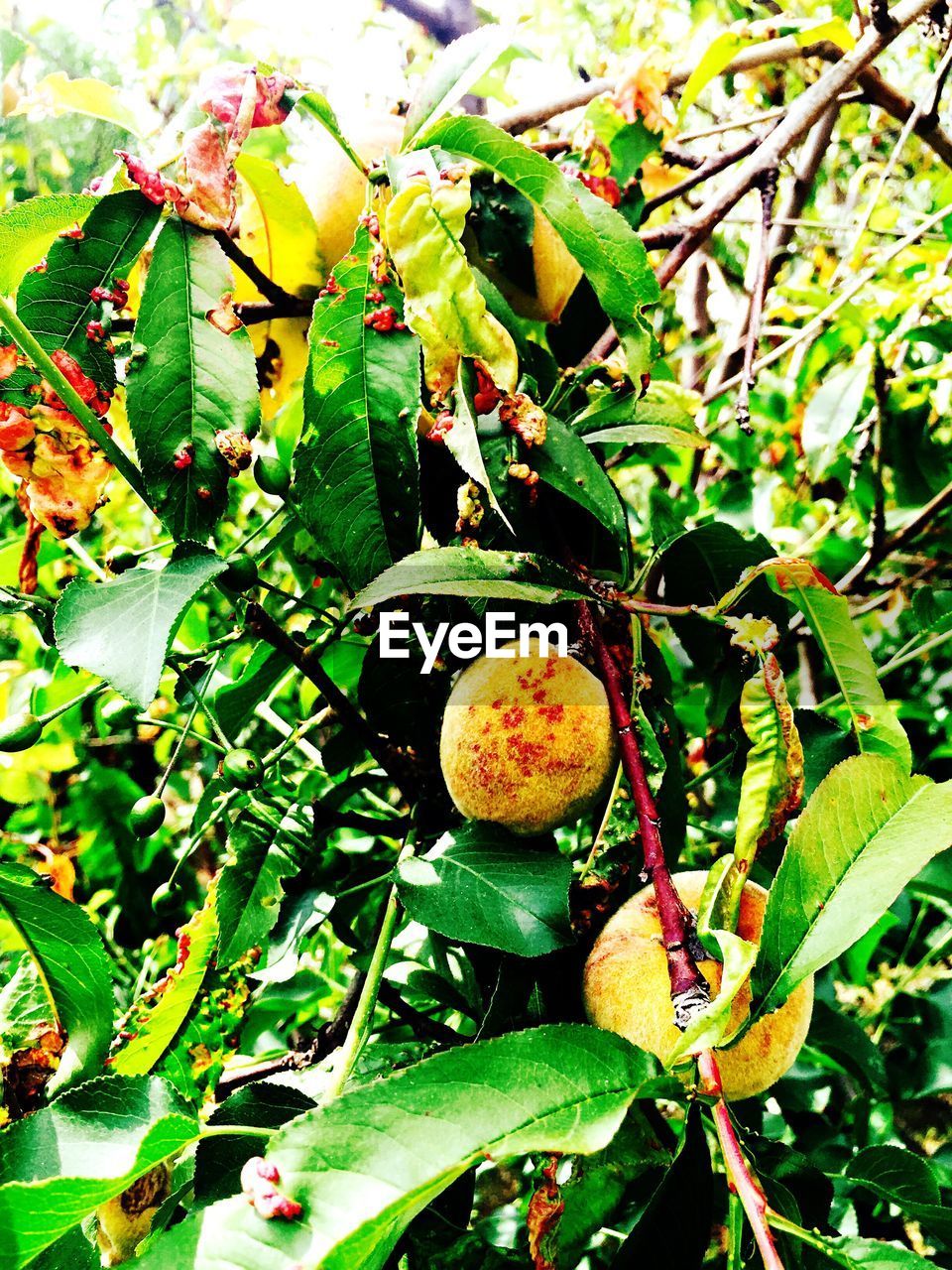 Close-up of fruit growing on tree