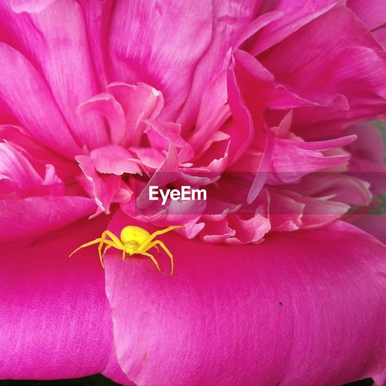 CLOSE-UP OF PINK FLOWER