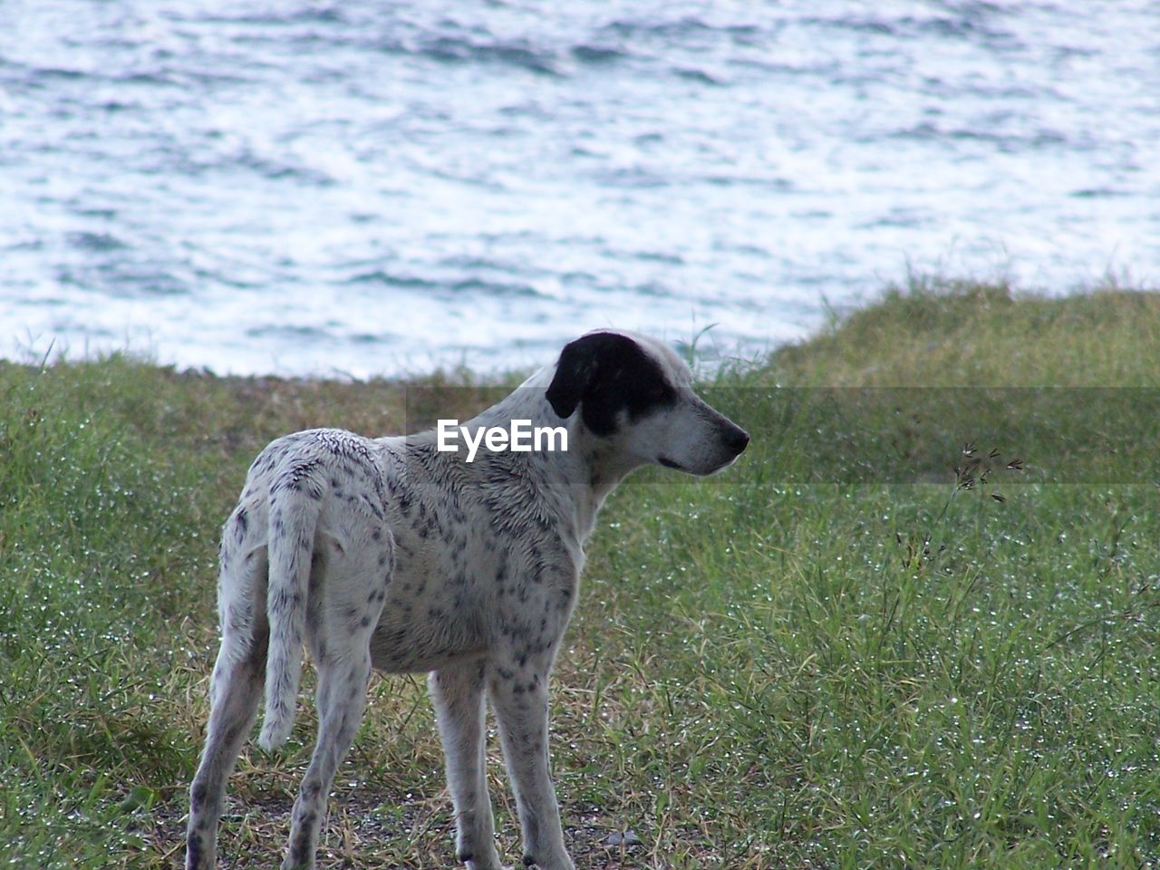 VIEW OF DOG ON FIELD