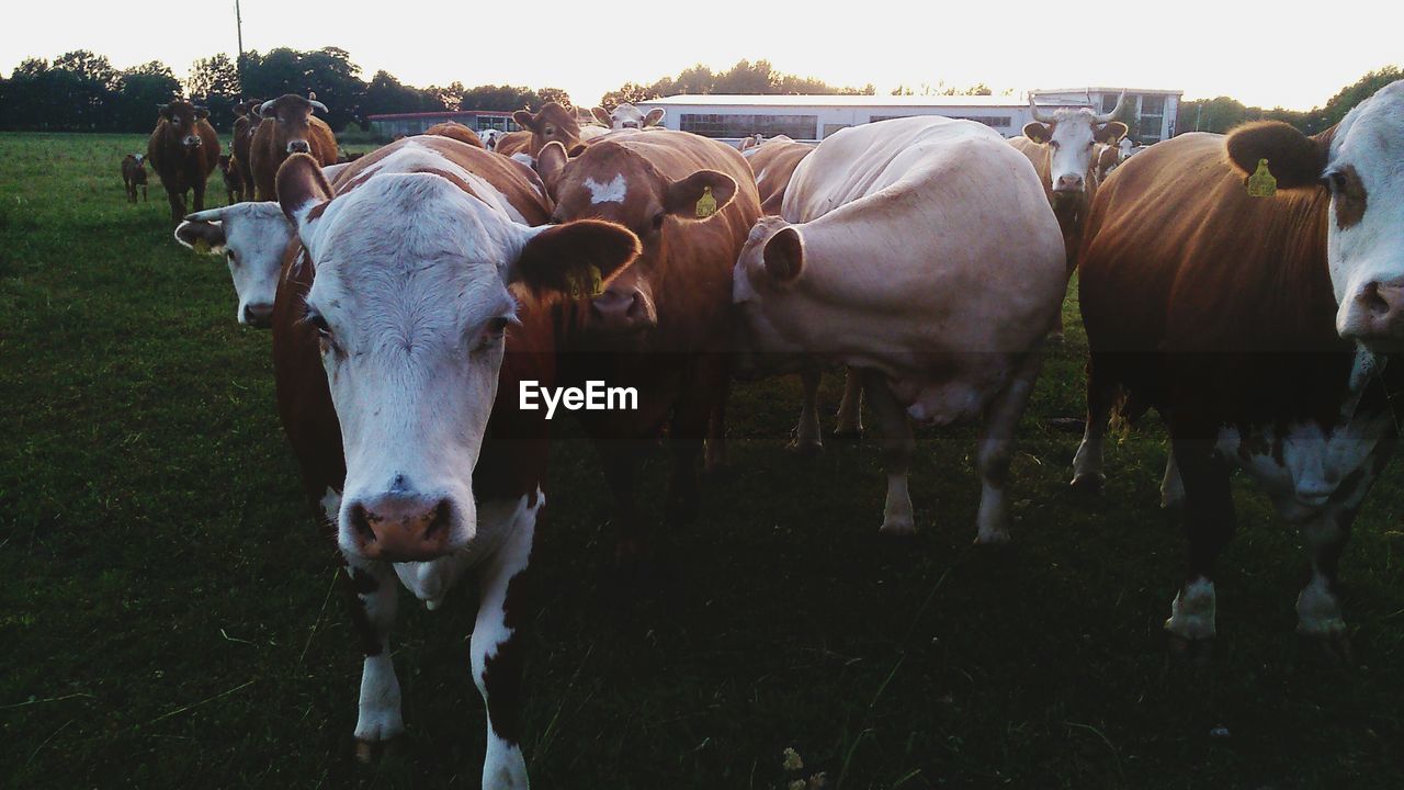 Cows and bulls in a farm