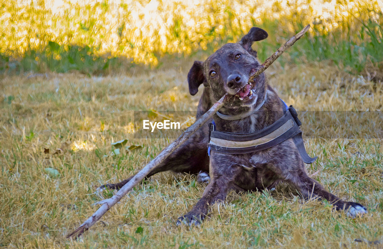 PORTRAIT OF DOG ON LAND