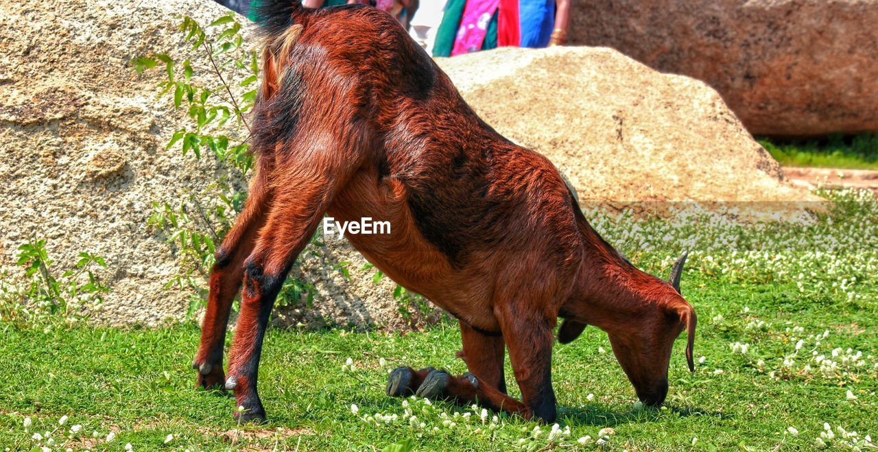 Side view of goat eating grass