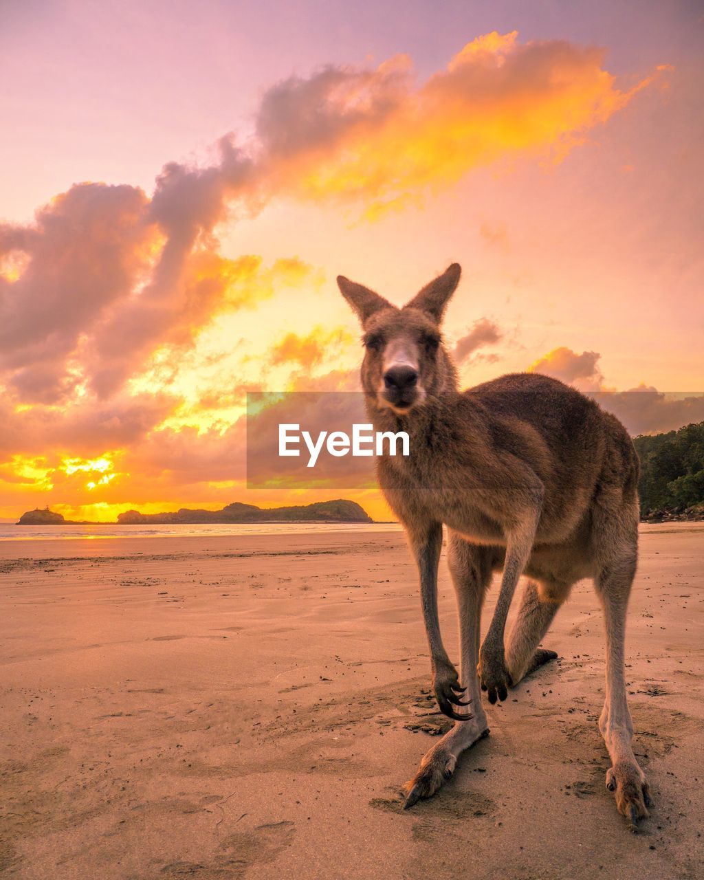 Kangaroo standing at beach against sky during sunset