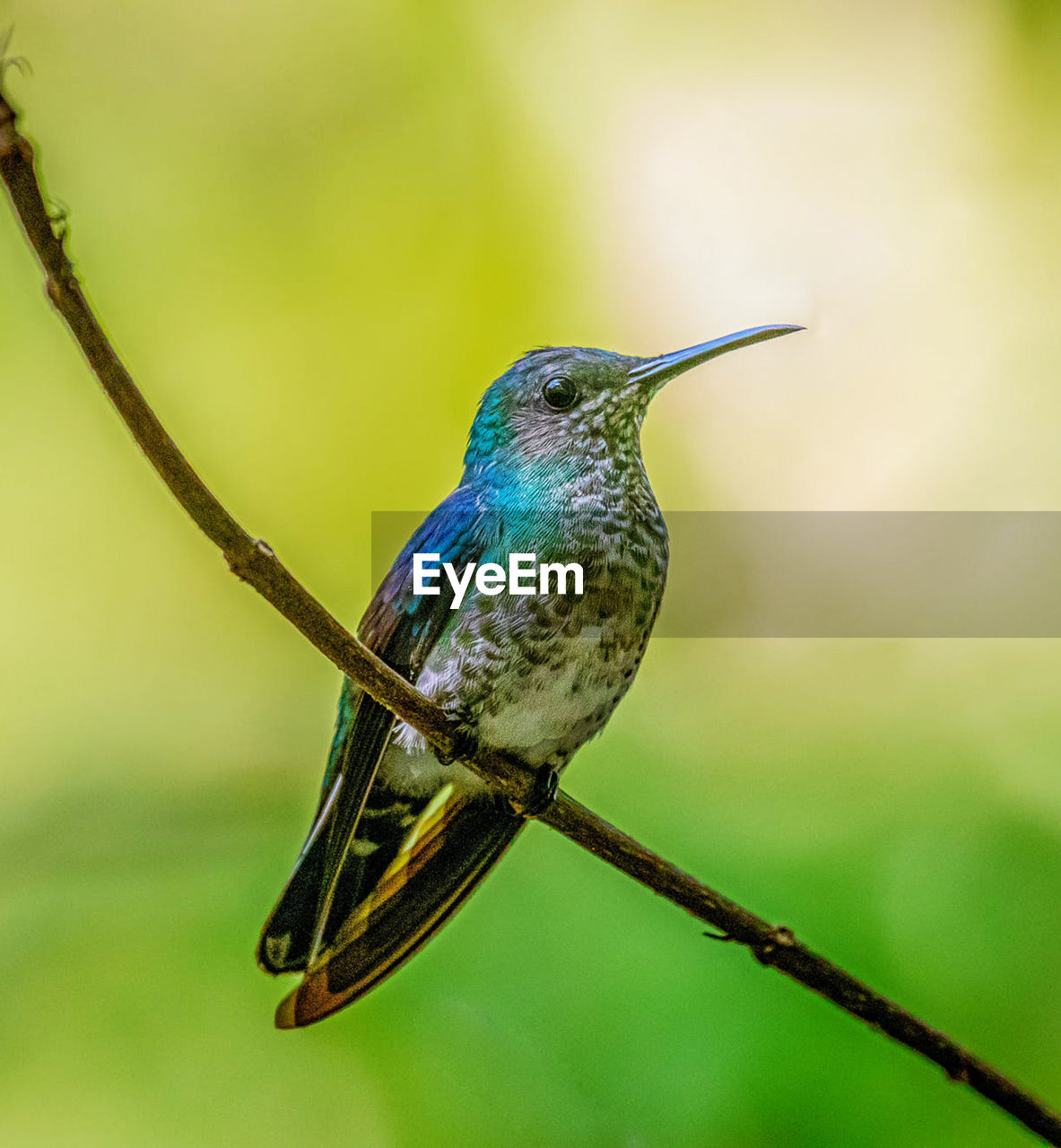 animal themes, bird, animal, animal wildlife, hummingbird, one animal, wildlife, beak, nature, green, perching, beauty in nature, close-up, focus on foreground, no people, plant, full length, yellow, insect, macro photography, outdoors, tree, branch, rainforest, environment, multi colored, day, tropical bird, forest, animal body part