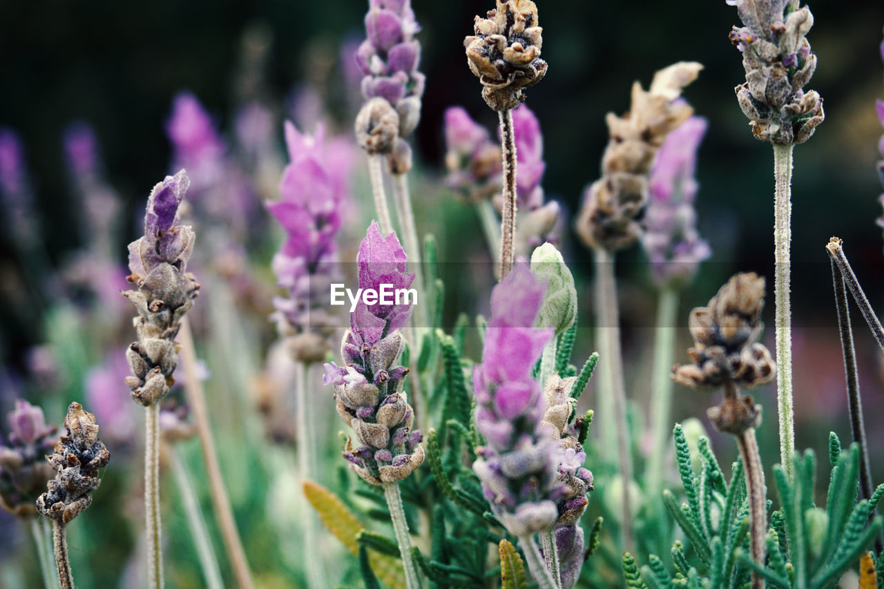 Close-up of lavender flowers