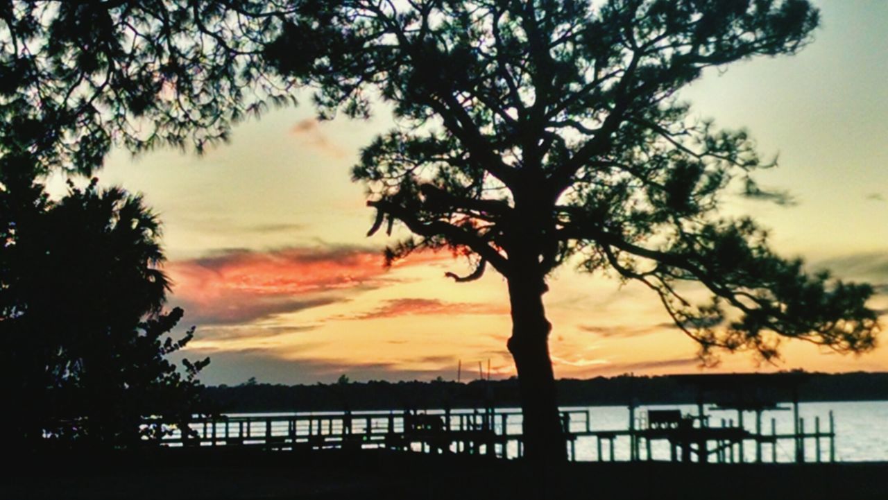 SILHOUETTE TREES AGAINST SKY AT SUNSET