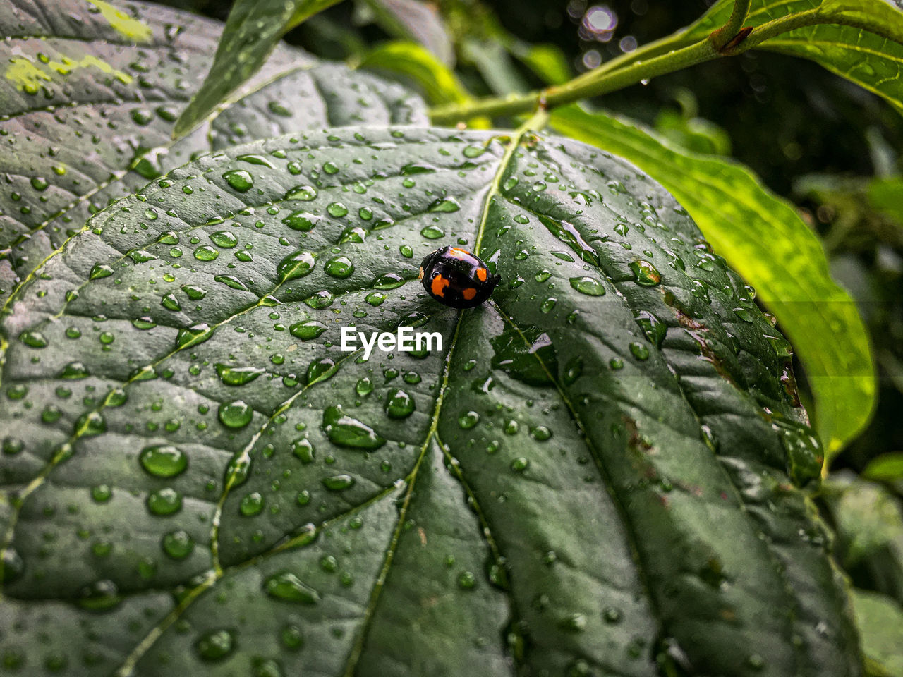green, nature, leaf, animal themes, animal, animal wildlife, insect, plant part, close-up, one animal, wildlife, macro photography, plant, beetle, ladybug, no people, flower, wet, drop, day, outdoors, water, beauty in nature, selective focus, environment, tree, growth