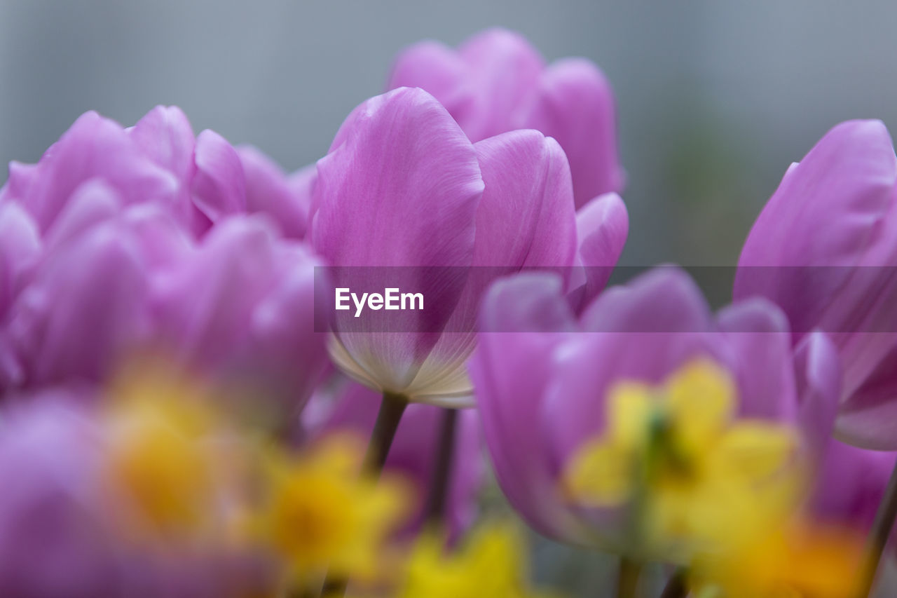 CLOSE-UP OF PINK FLOWER