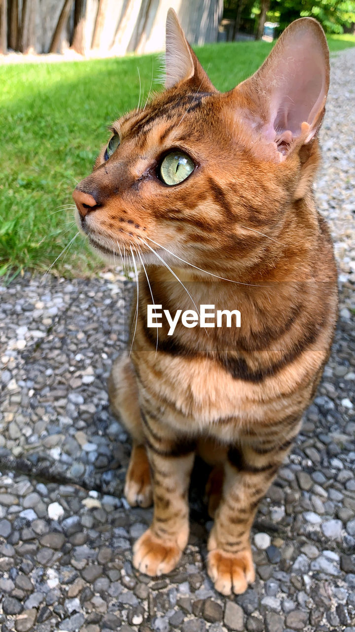 CLOSE-UP OF A CAT LOOKING AWAY