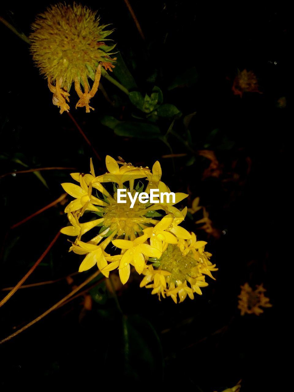 HIGH ANGLE VIEW OF YELLOW FLOWERING PLANT IN BLACK BACKGROUND