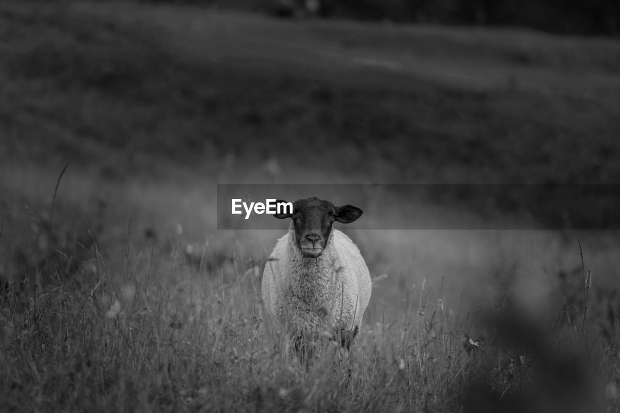 A sheep in a field locking straight in to the camera 