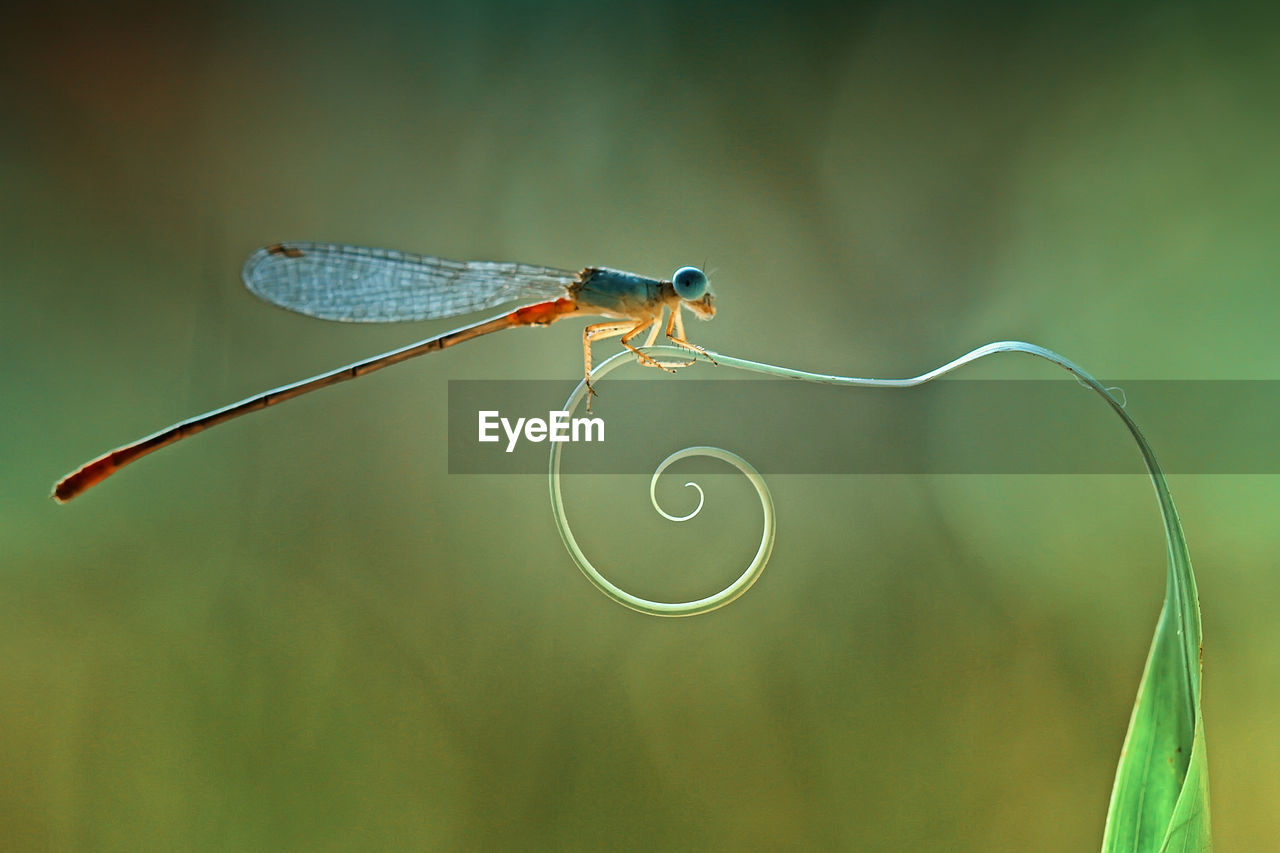 Close-up of dragonfly on leaf