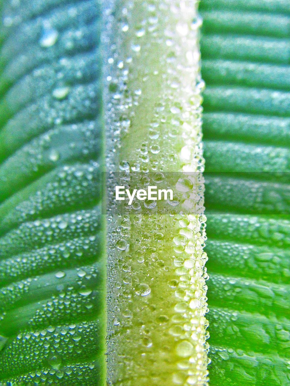 FULL FRAME SHOT OF WATER ON LEAF