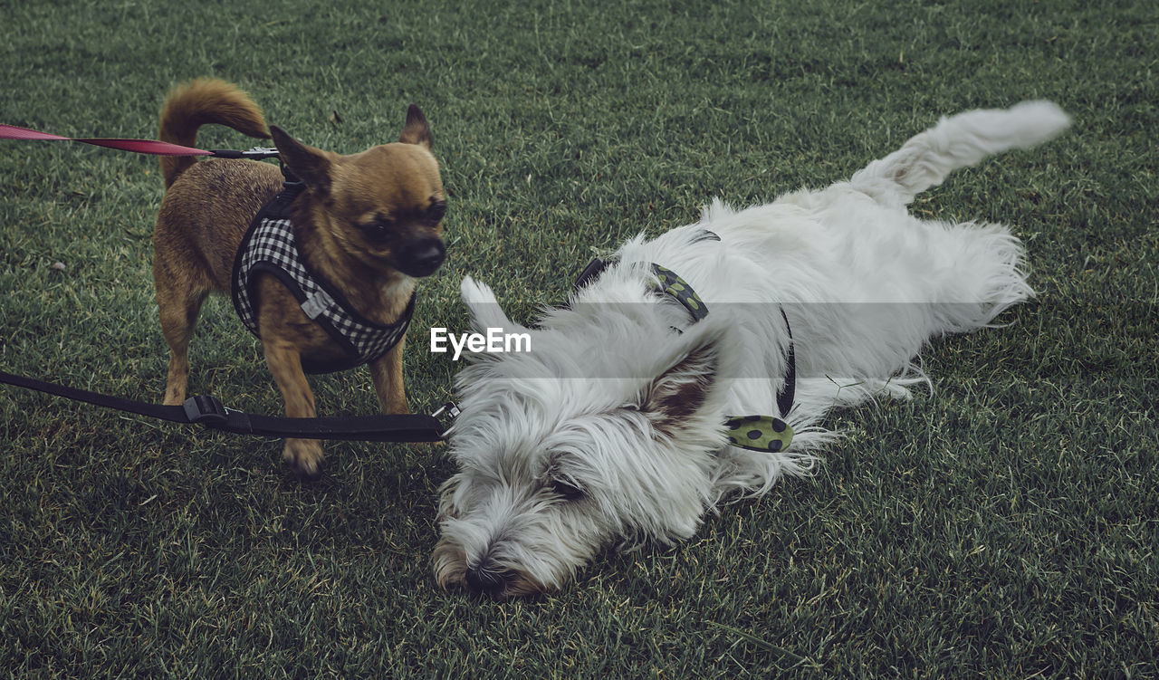 HIGH ANGLE VIEW OF DOG ON GRASSY FIELD