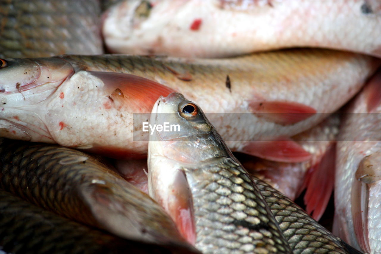 Close-up of fishes for sale