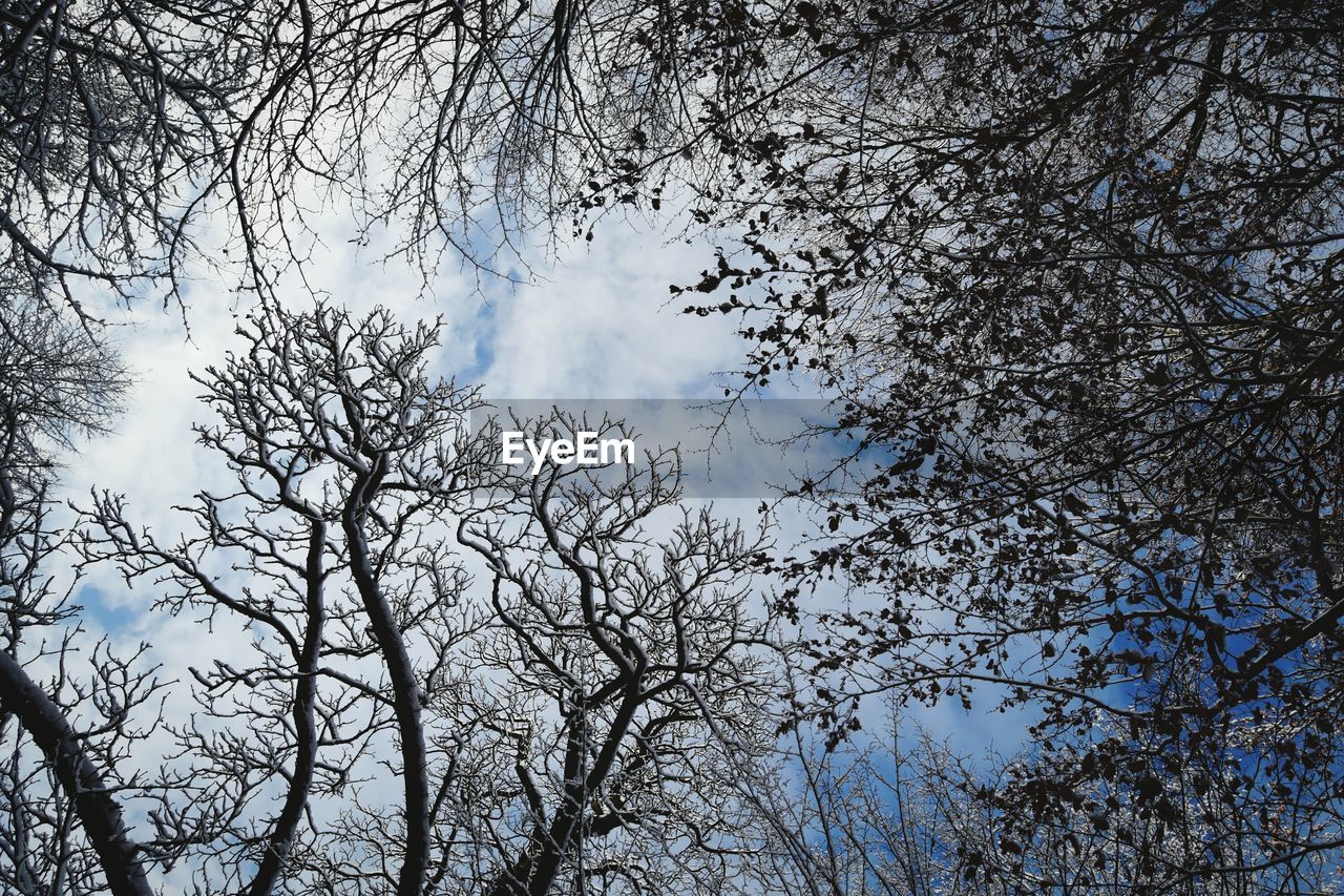 LOW ANGLE VIEW OF BIRD AGAINST SKY