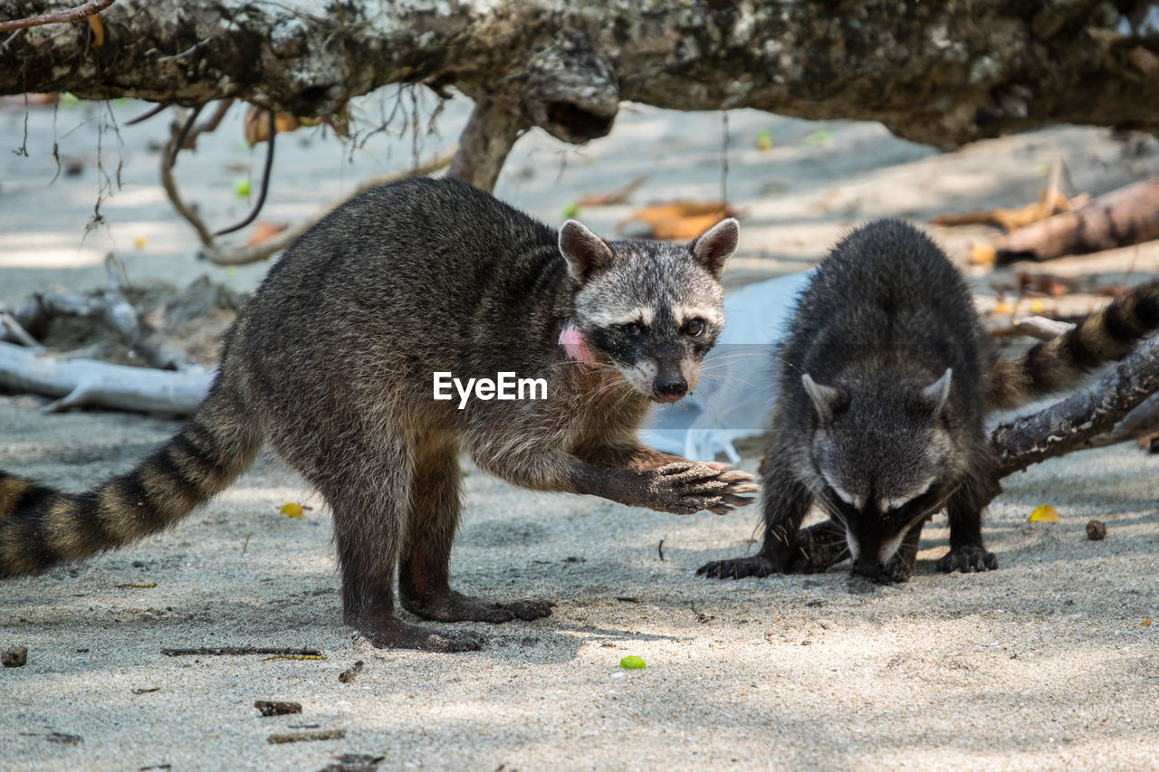 Raccoons on the beach