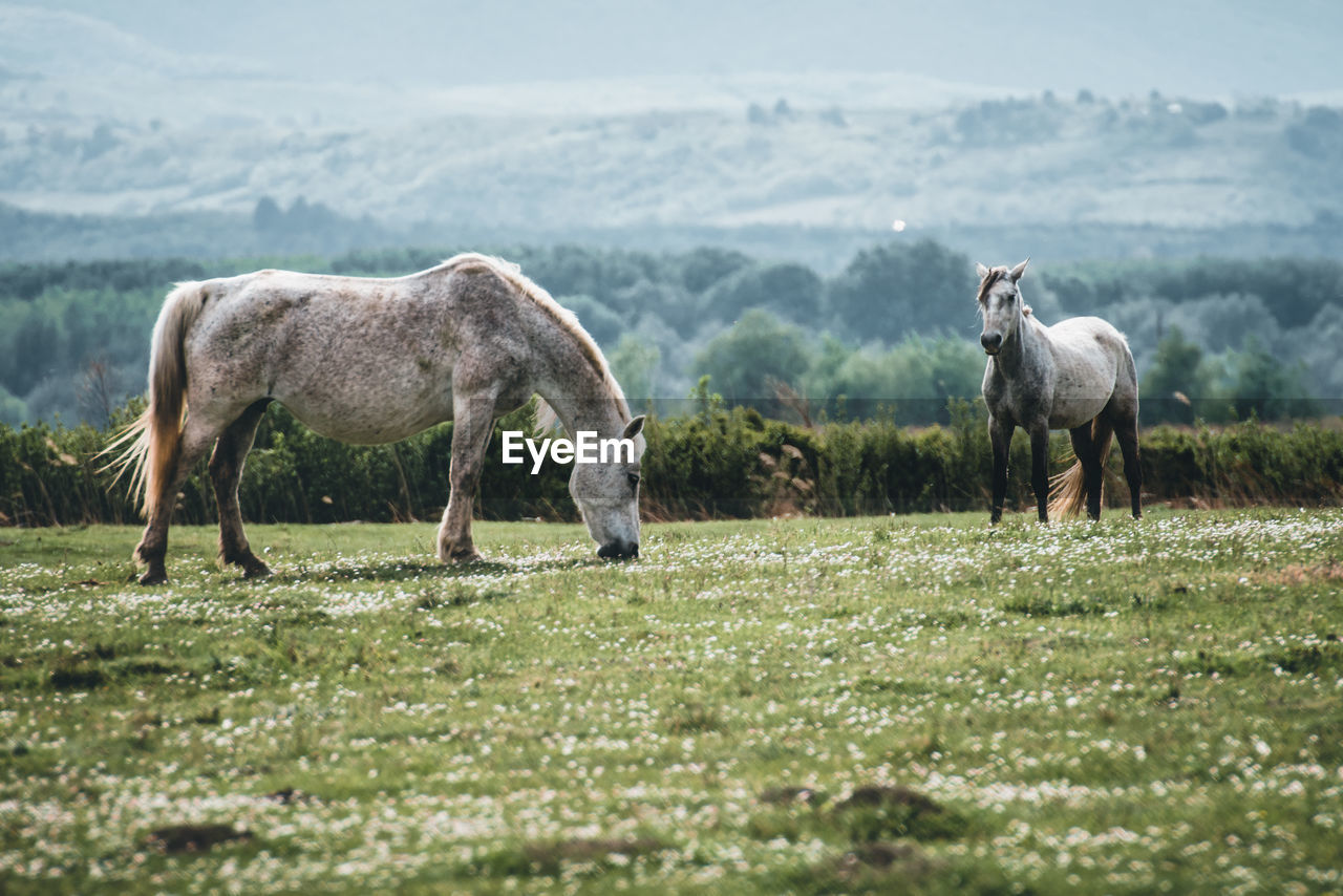 Horses in a field